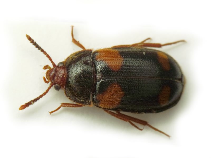 Mycetophagus quadripustulatus (Linnaeus, 1761)